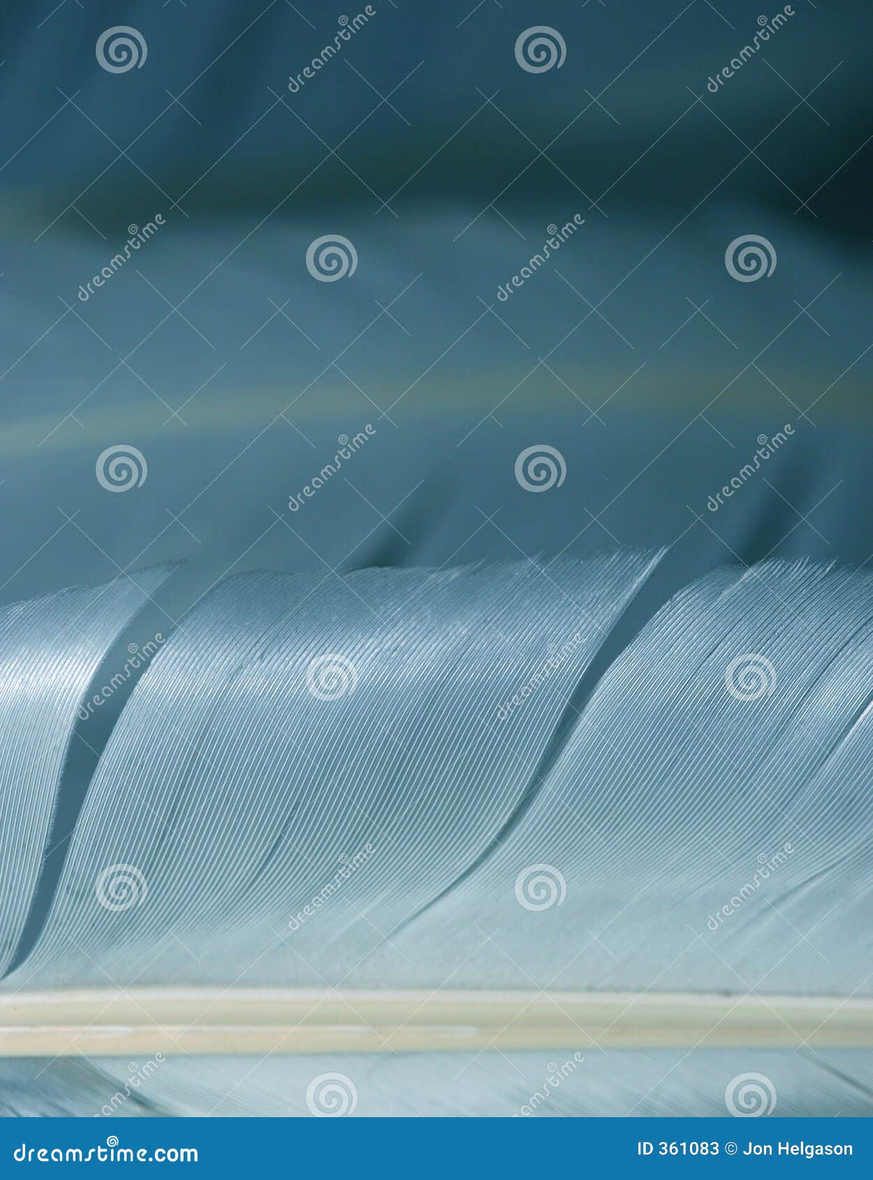 macro feathers