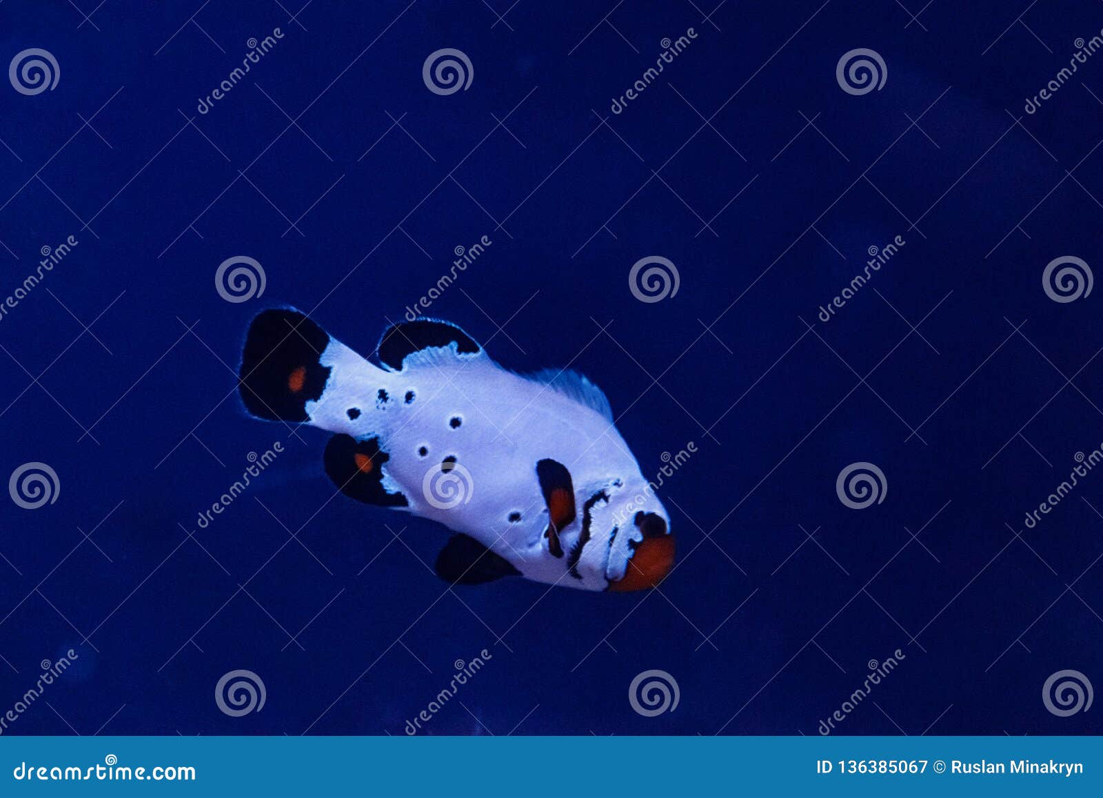 spanish macro fish spanish macro fish