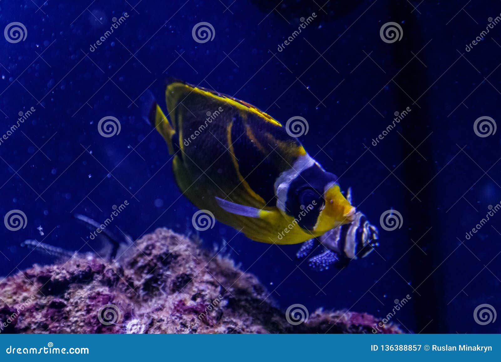 macro fish chaetodon lunula