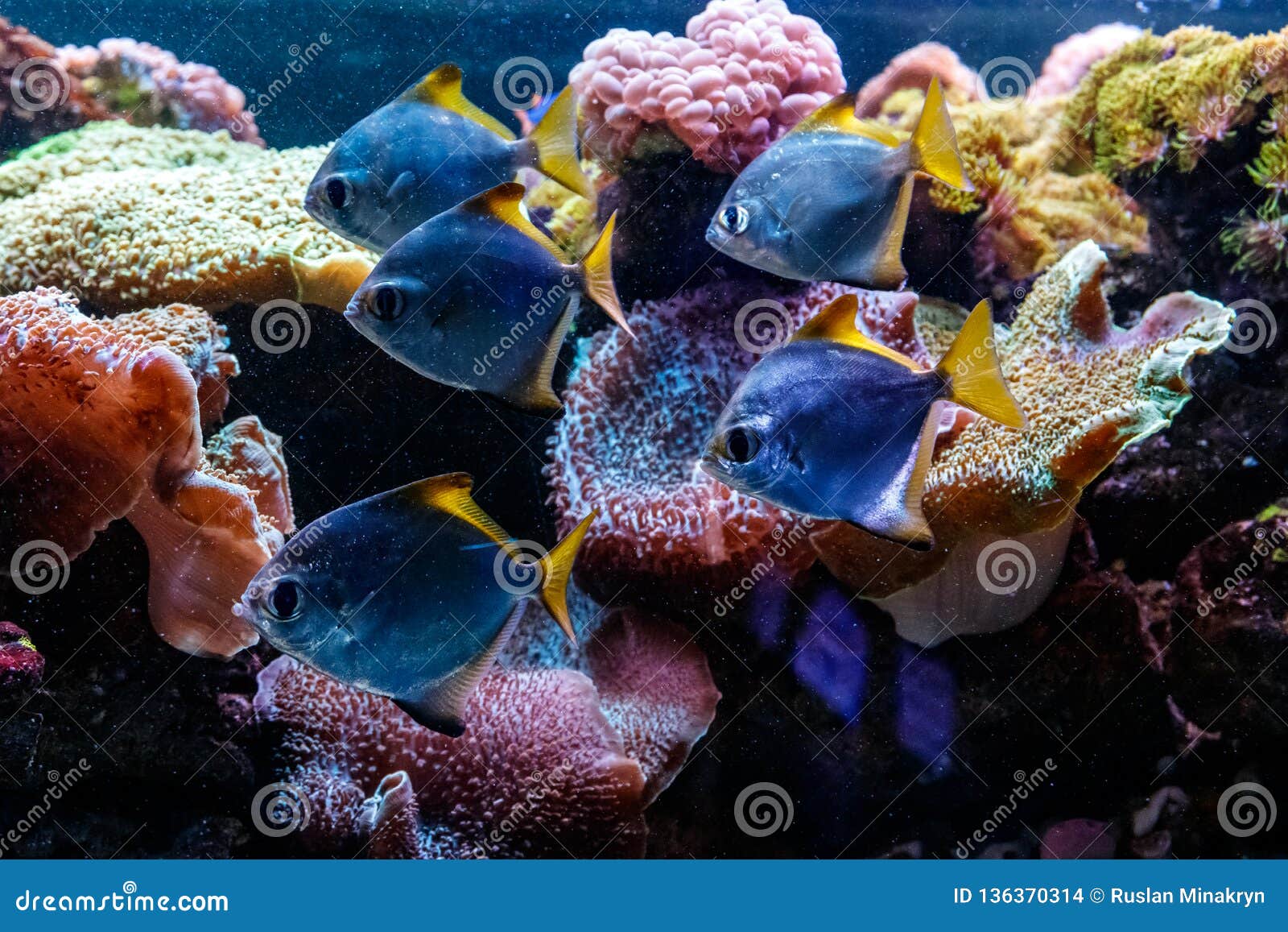 macro fish macro fish
