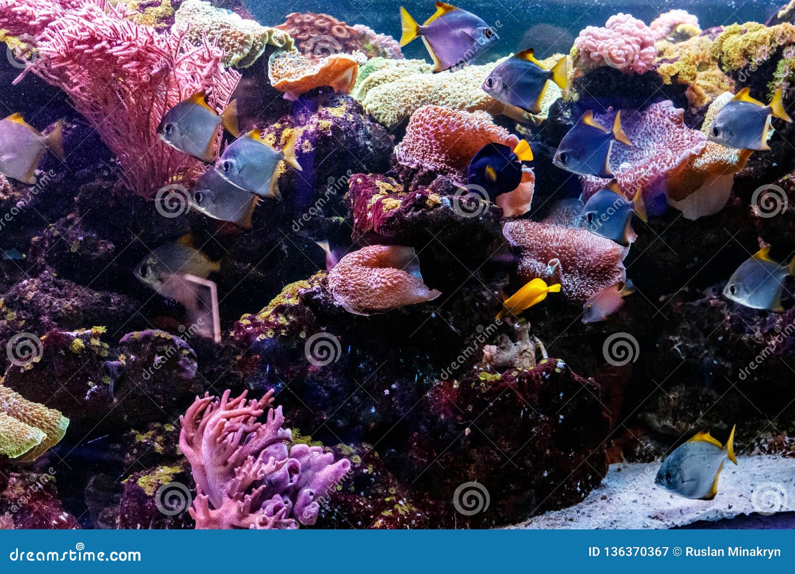 spanish macro fish spanish macro fish
