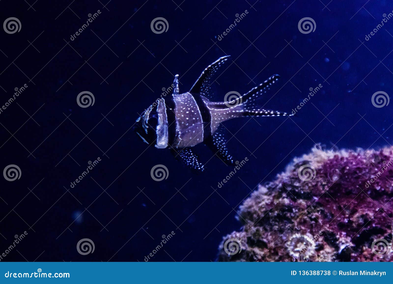 macro fish macro fish