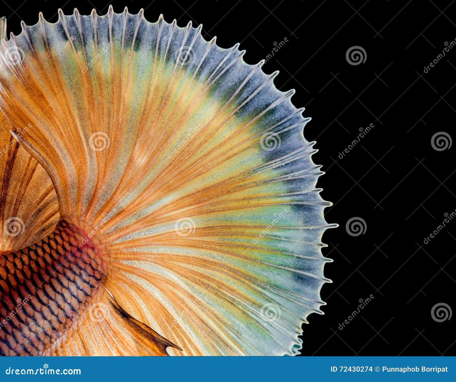 macro fish macro fish