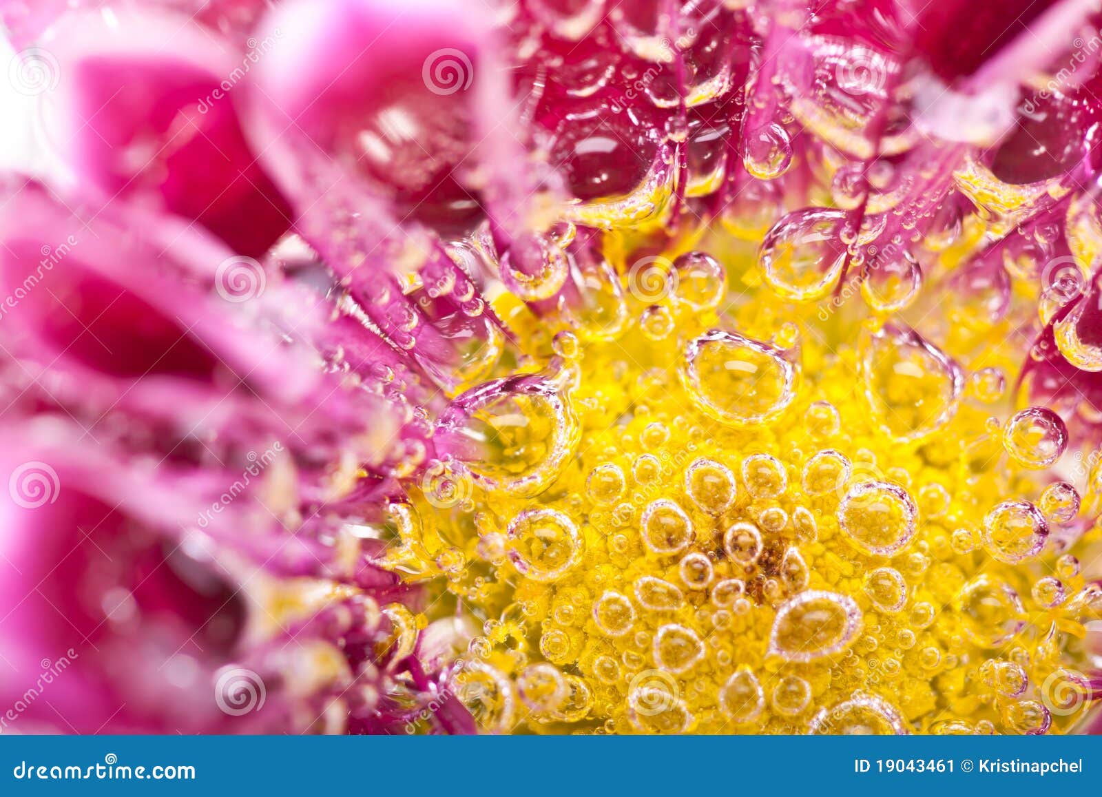 Macro of Flower in Water Bubbles Stock Image Image of aromatic, fresh