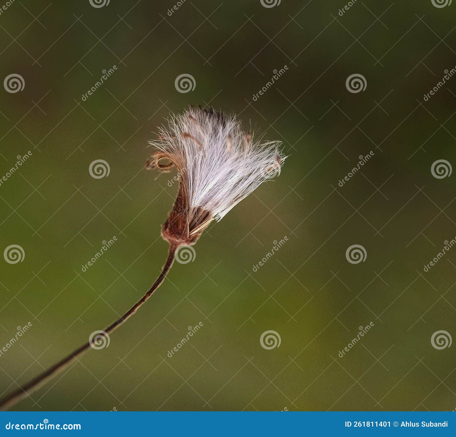 macro flower & x28;dendalion& x29;