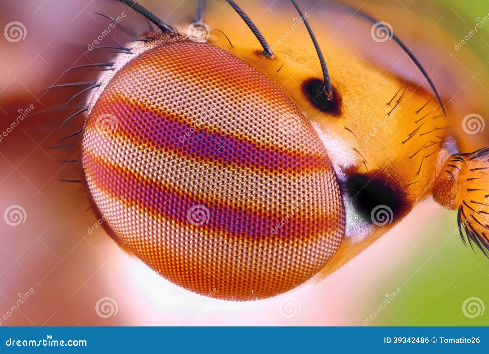 macro fly compound eye at extreme magnification