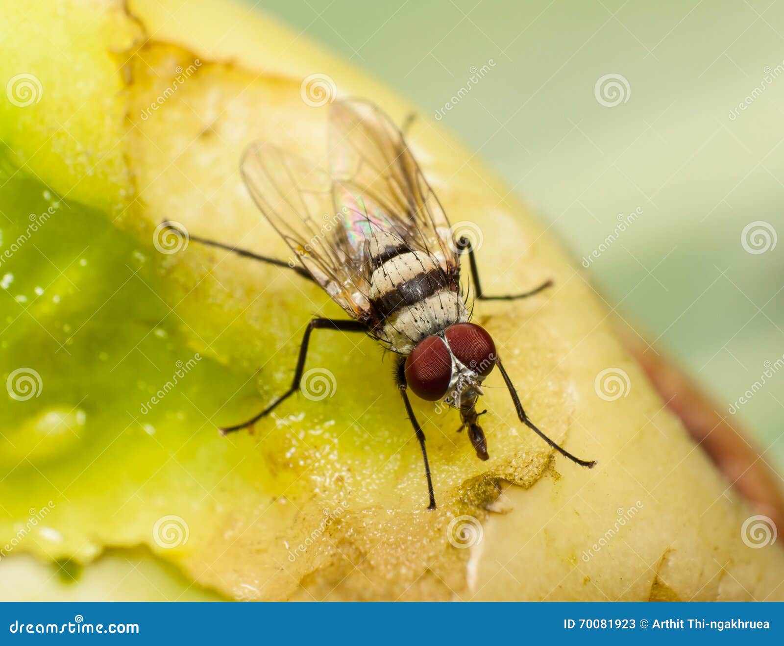 Macro, Fly Feeding on a Rotting Tomato Stock Image Image of wing