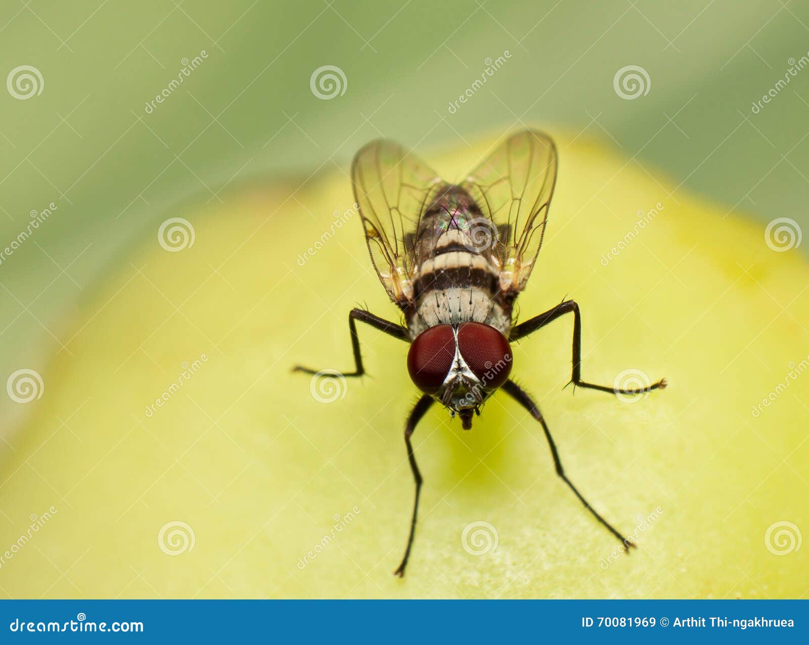 Macro, Fly Feeding on a Rotting Tomato Stock Image Image of pest