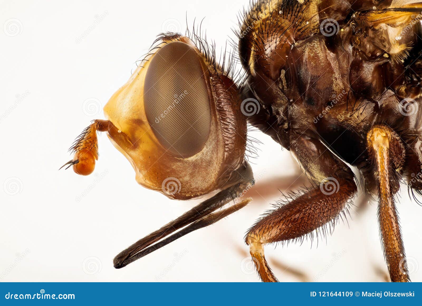 ferruginous bee-grabber, sicus ferrugineus, ferruginous bee grabber flies, bee-grabber, wasp-grabber