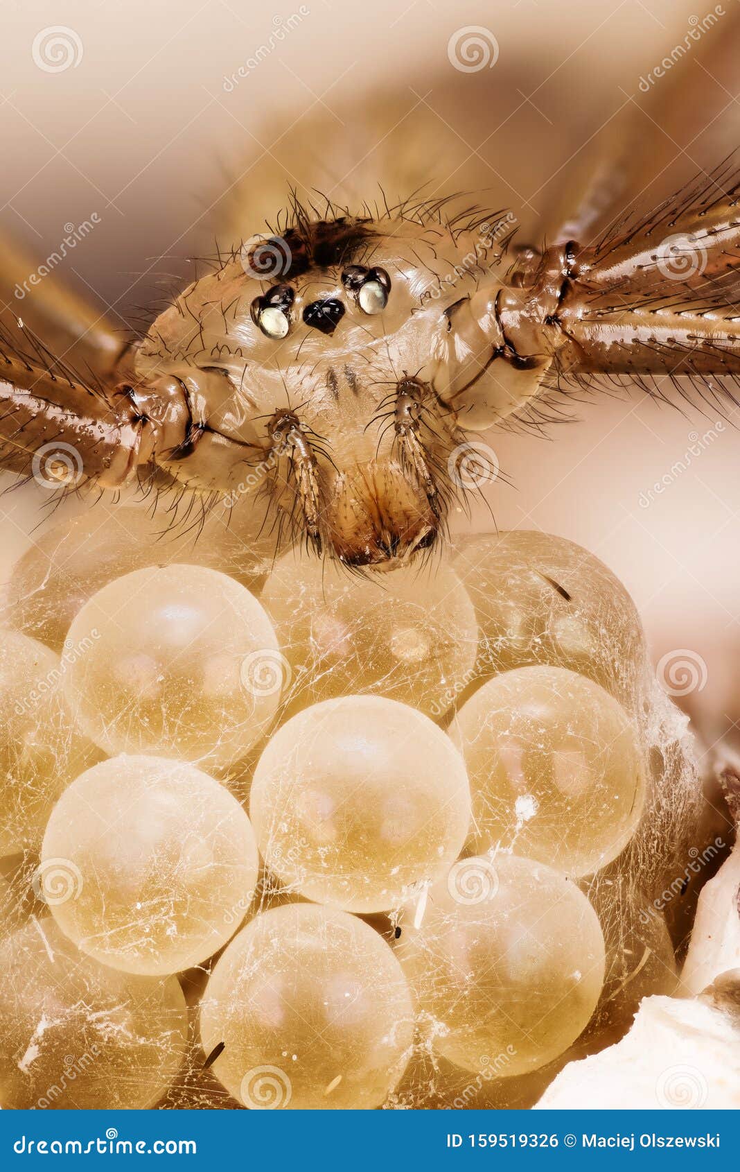 Female Daddy Long-legs Spider (Pholcus phalangioides) and eggs