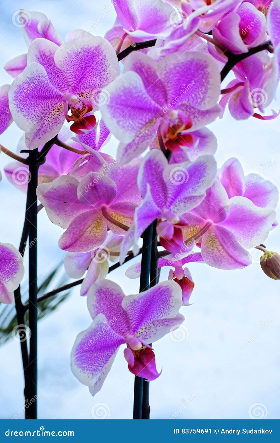 Resultado de imagen de imagenes de orquideas hermosas