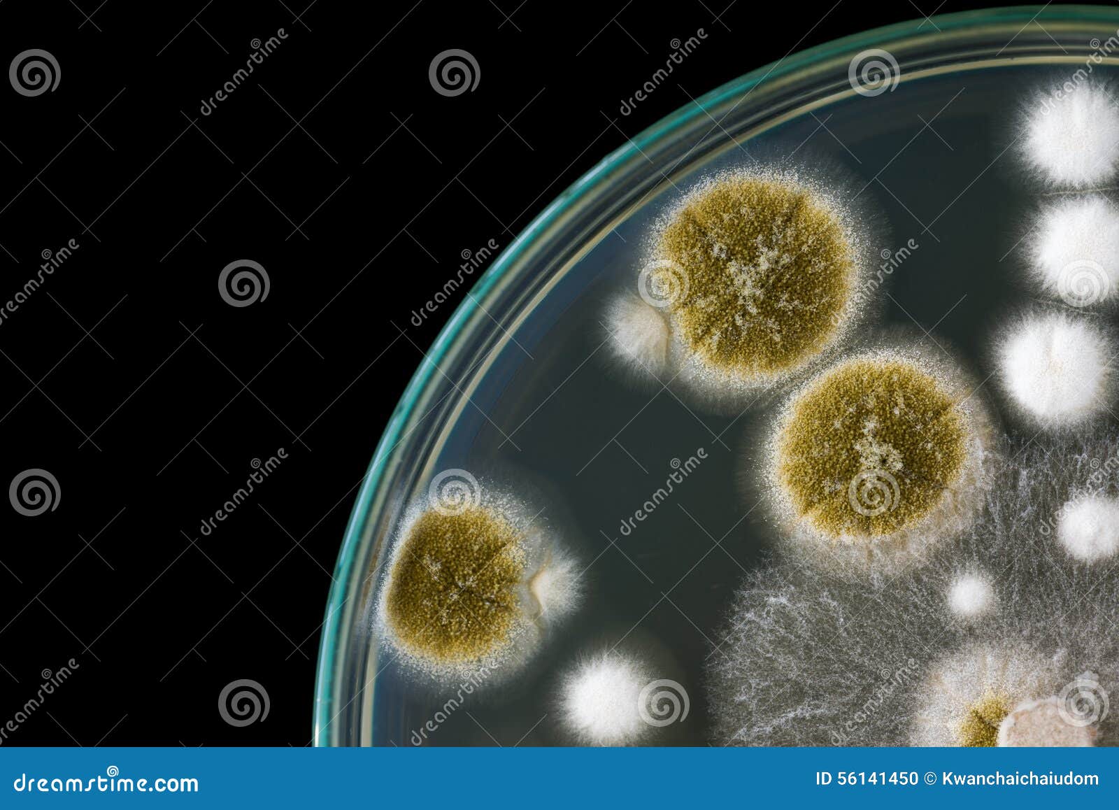 Macro of Fungi on Petri Dish on Black Background Stock Photo Image of