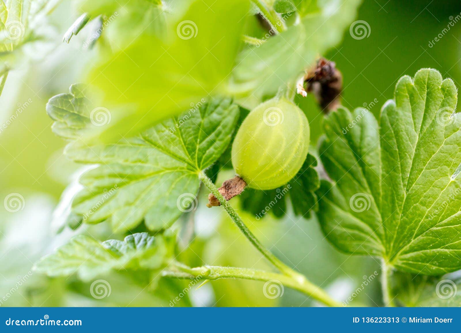 macro, gooseberry on a branch with leaves, ribes uva-crispa growth
