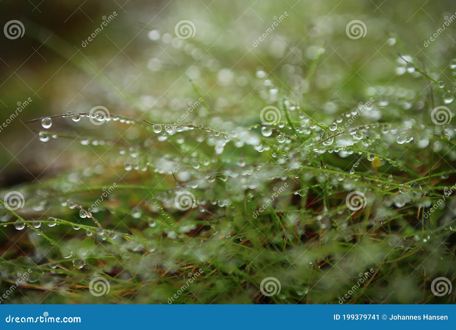 Macro of Grass Leaves with Fresh Dewdrops Stock Image Image of water