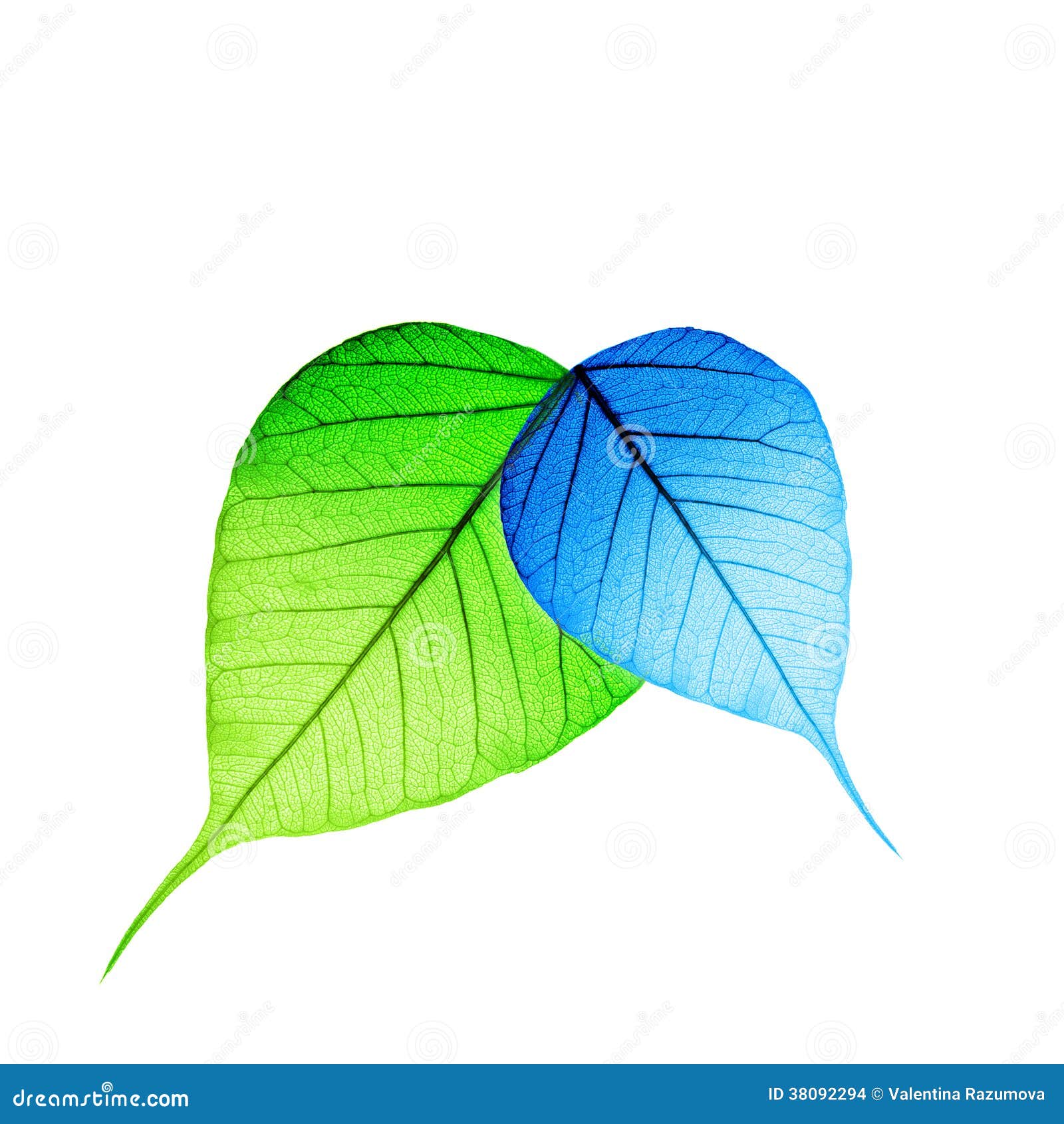 Macro green and blue leaf stock photo. Image of leaf - 38092294