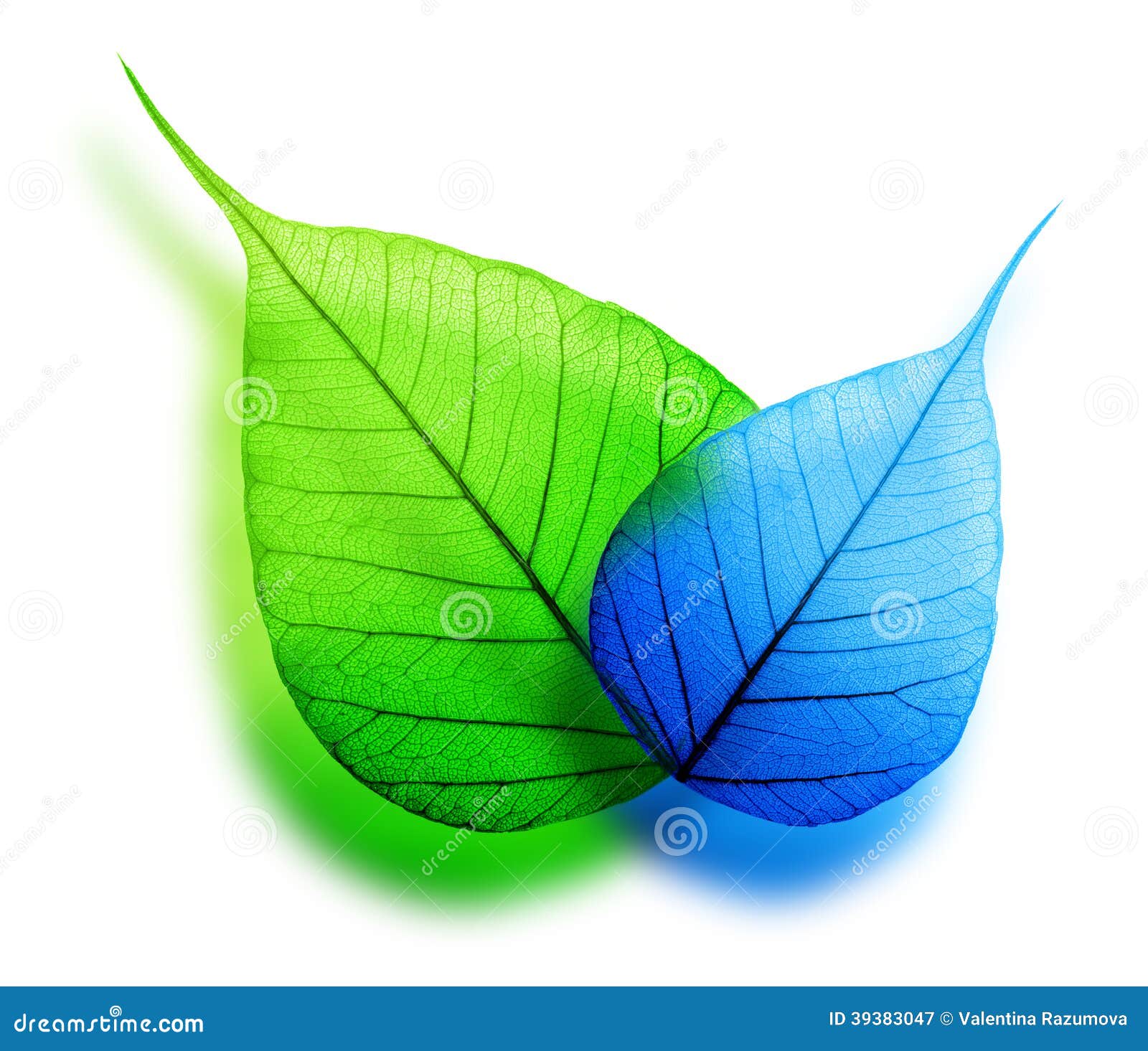 Macro Green And Blue Leaf Stock Photo - Image: 39383047