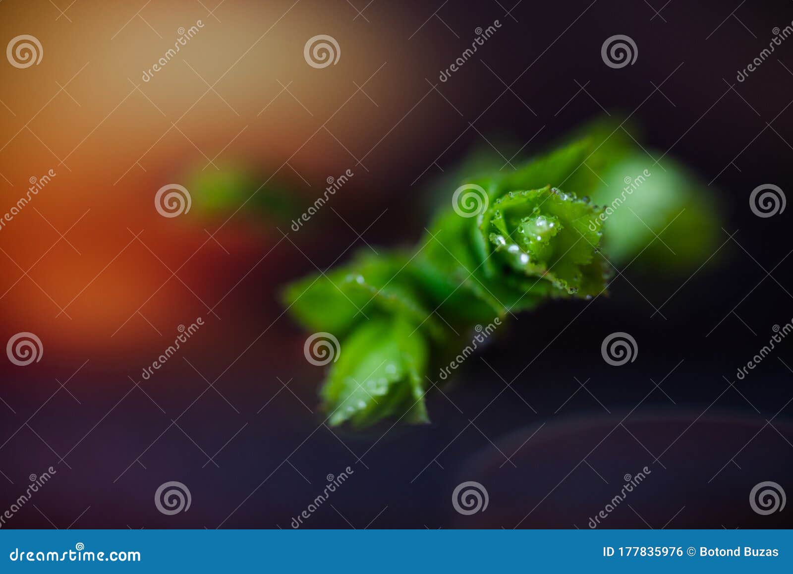 macro of green nature leaf with dew drop.