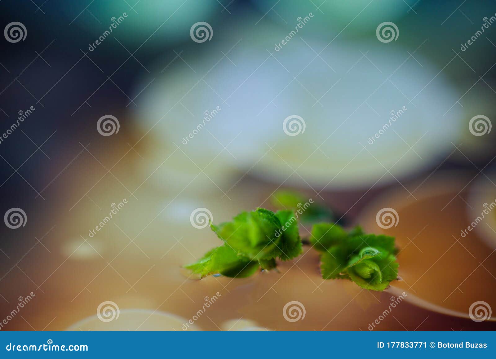 macro of green nature leaf with dew drop.