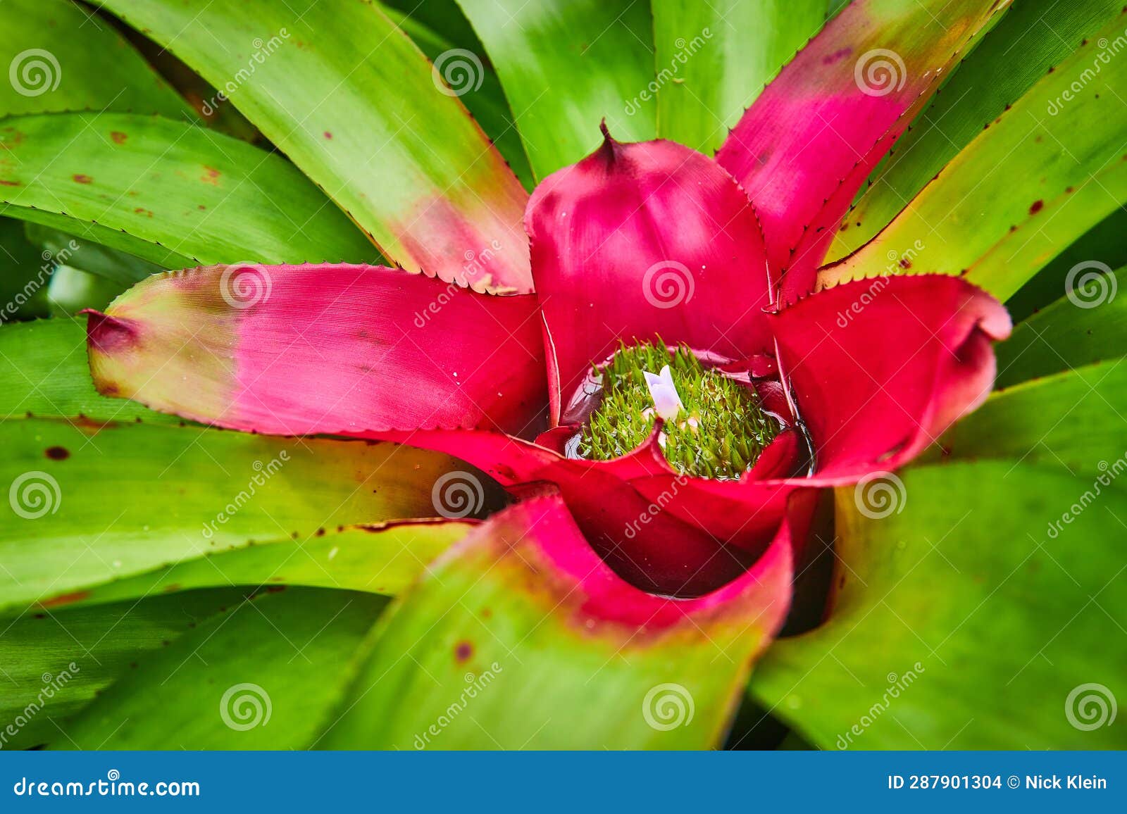 Macro Green Succulent with Hot Pink Center and Tiny Green Center with