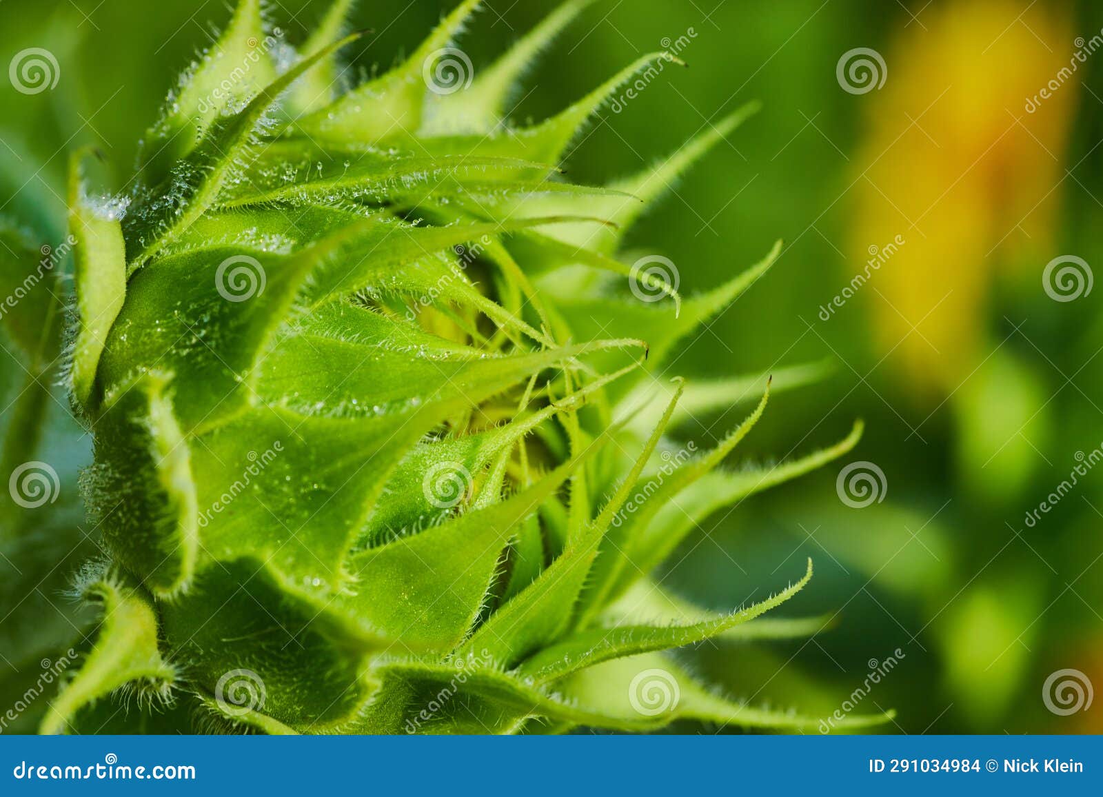 Macro of Green Sunflower Bud Opening Up Side View Stock Photo Image
