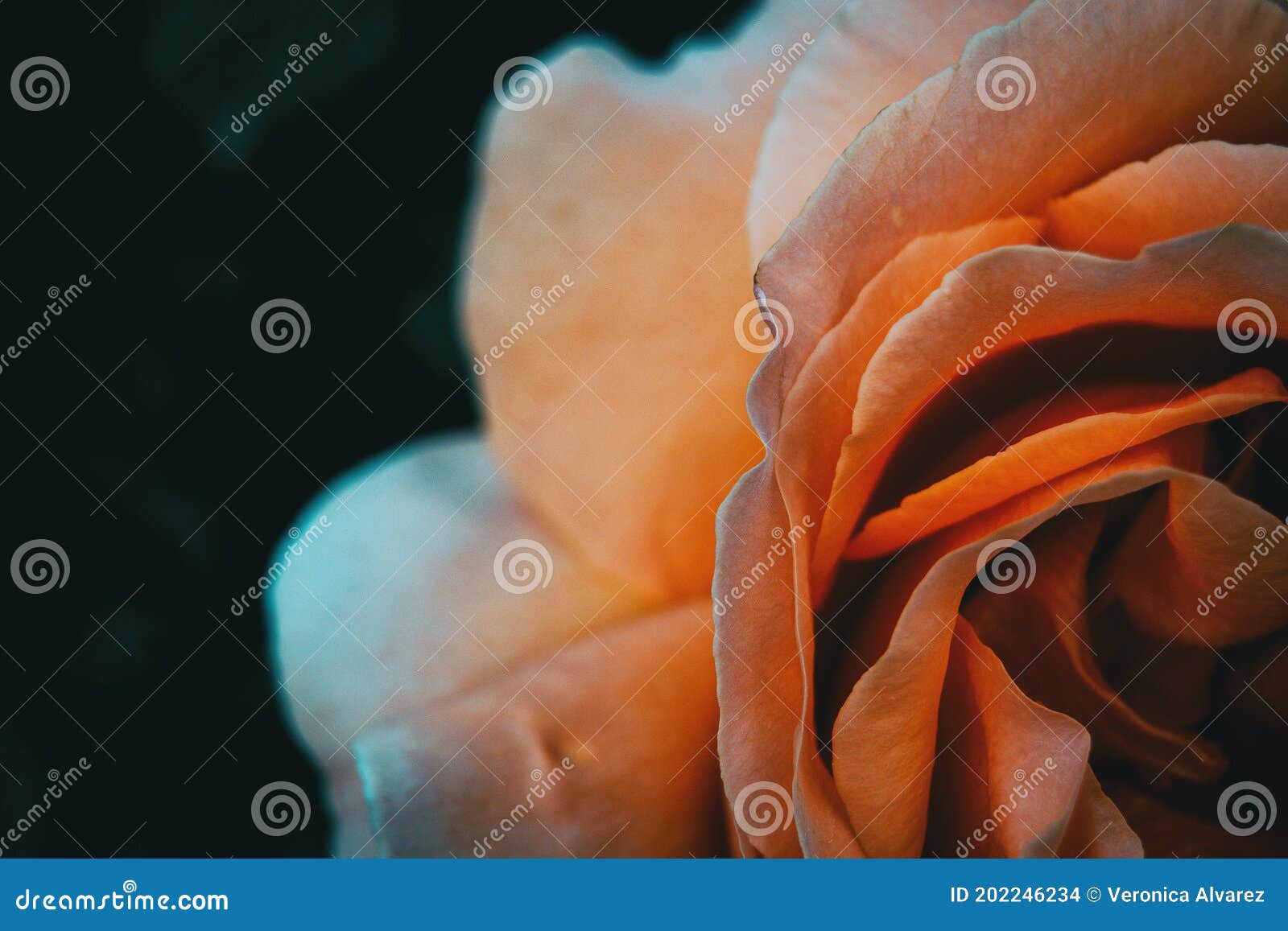 macro of a half of an apricot rose