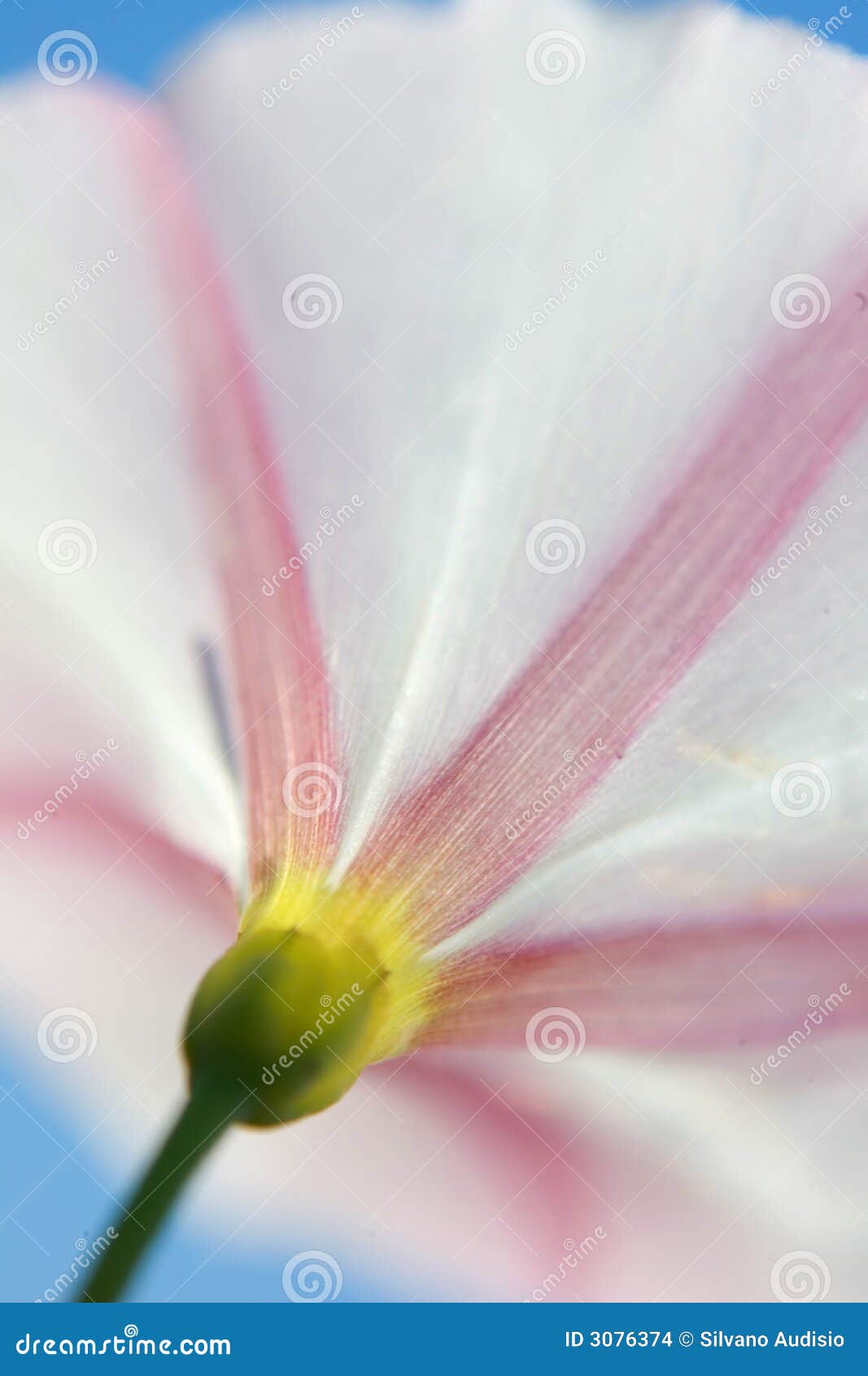 macro of a harebell on blu sky