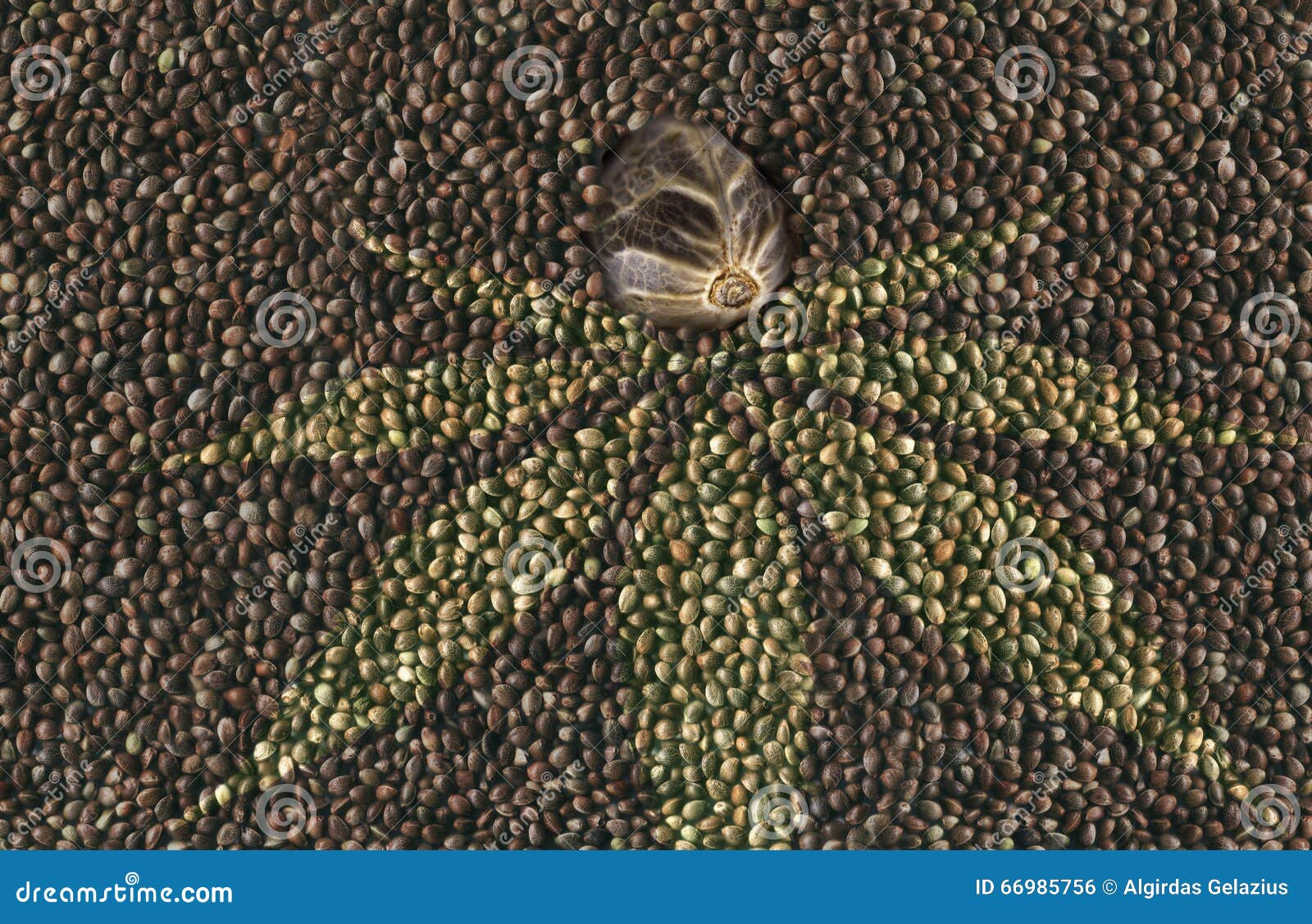Macro Hemp Seed in Many Hemp Seeds Background Stock Photo Image of