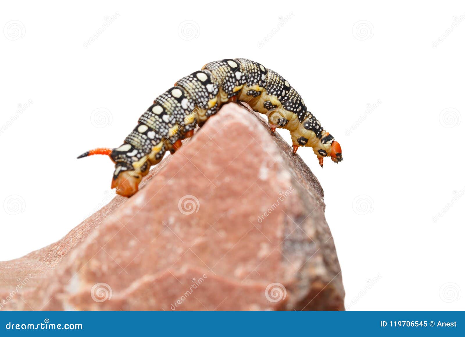 download hornworm larvae download hornworm larvae