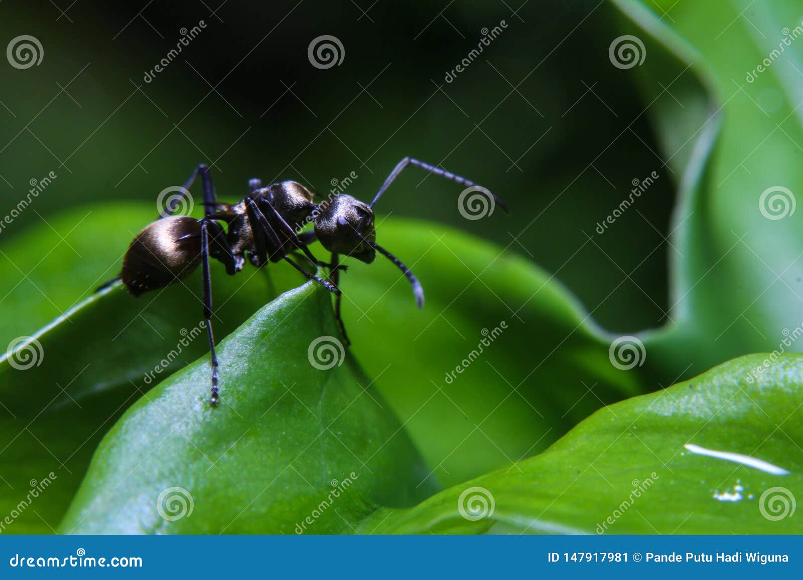 Gold Digging Ant Stock Photos and Pictures - 8 Images