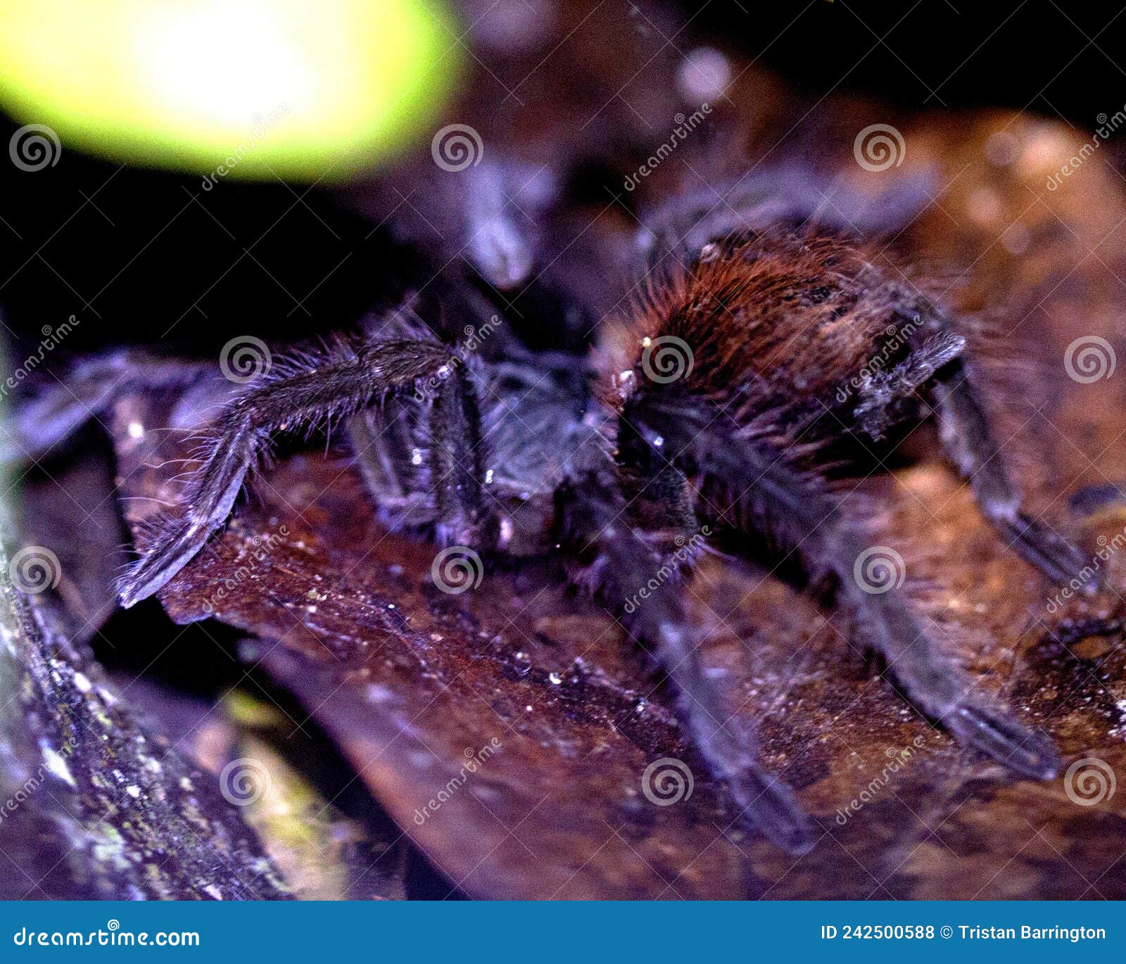 Macro Image of a Bolivian Redrump Tarantula Acanthoscurria Chacoana ... Biology Diagrams