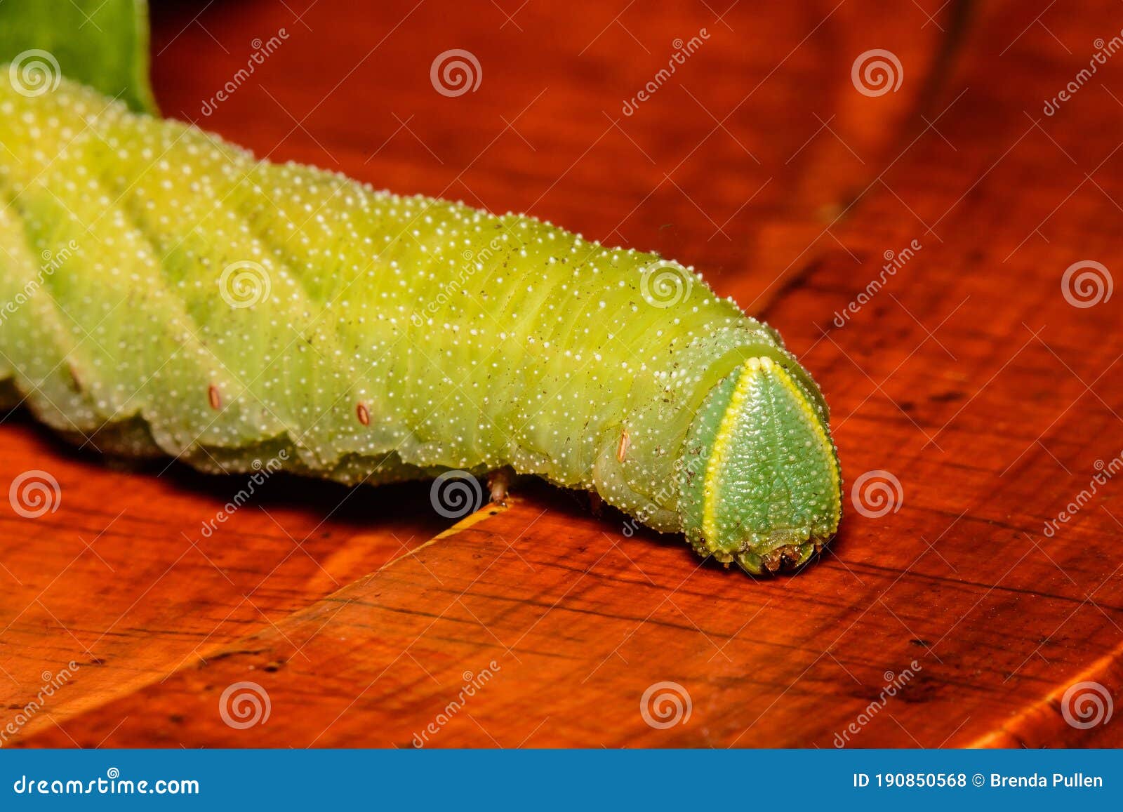 a macro image of the forward part of a caterpillar of the eyed hawk-moth, smerinthus ocellata