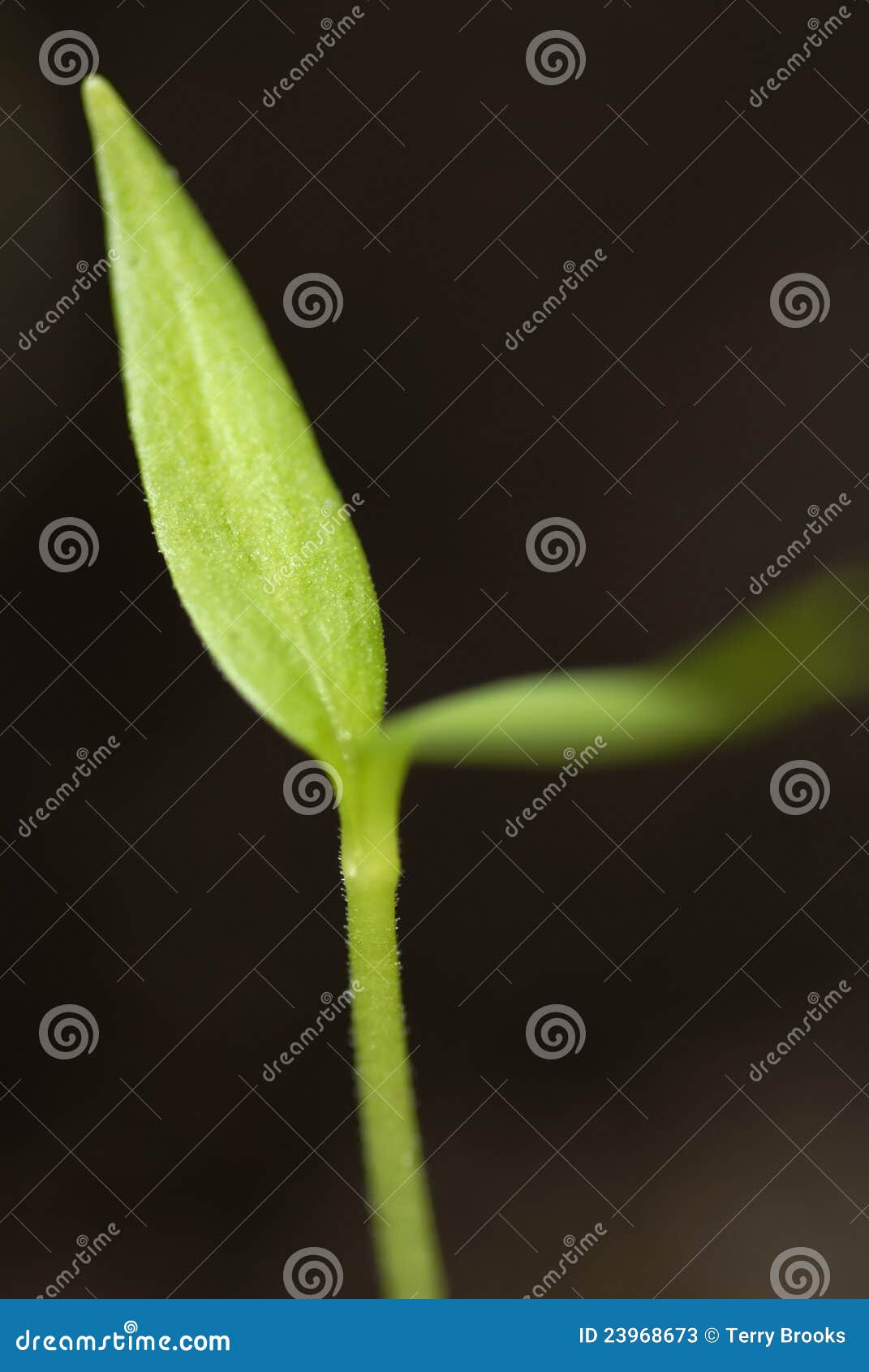 Macro Image of Germinated Pepper Plant. Stock Image Image of