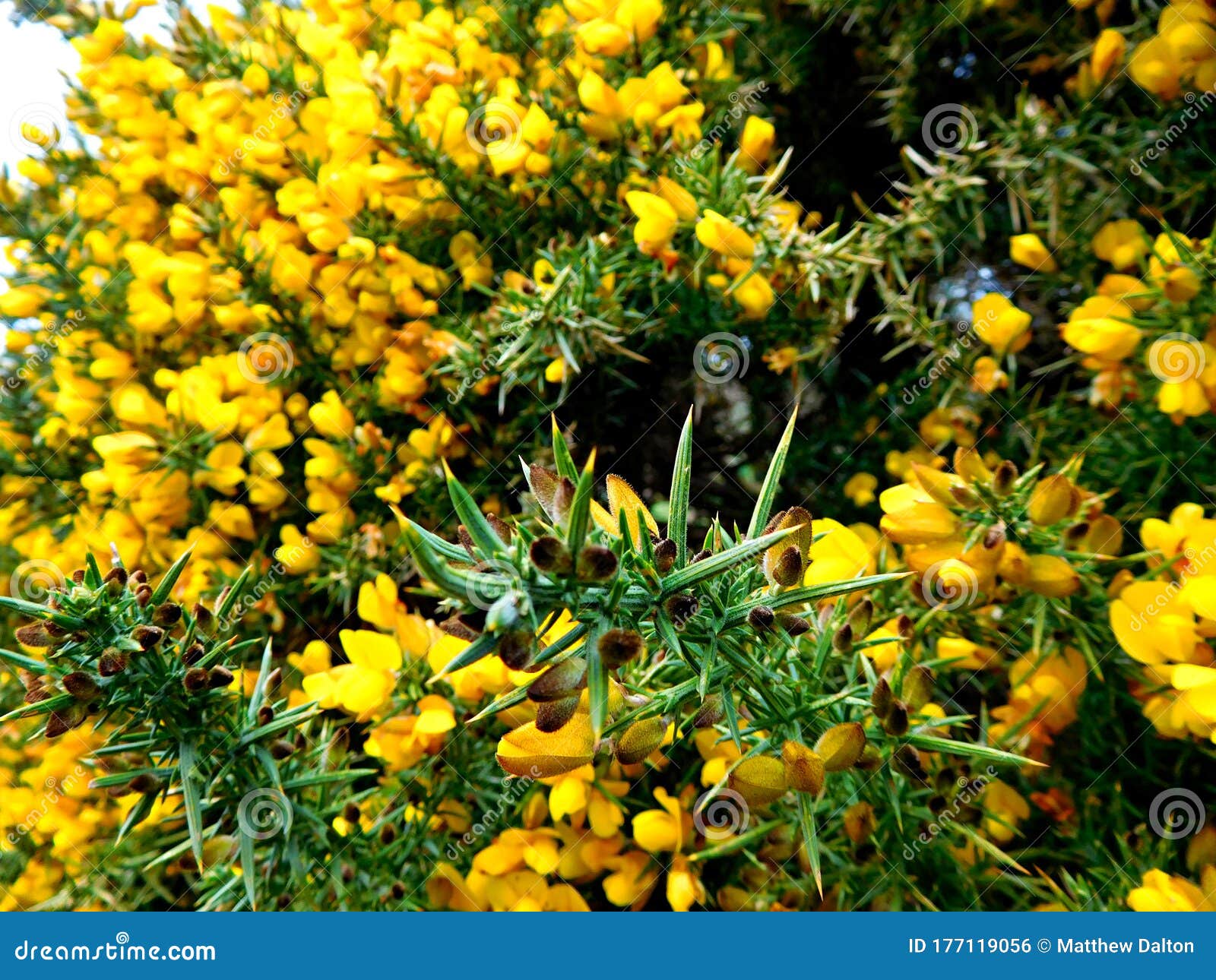 A Macro Image of a Gorse Bush. Stock Photo Image of gorse, colourful