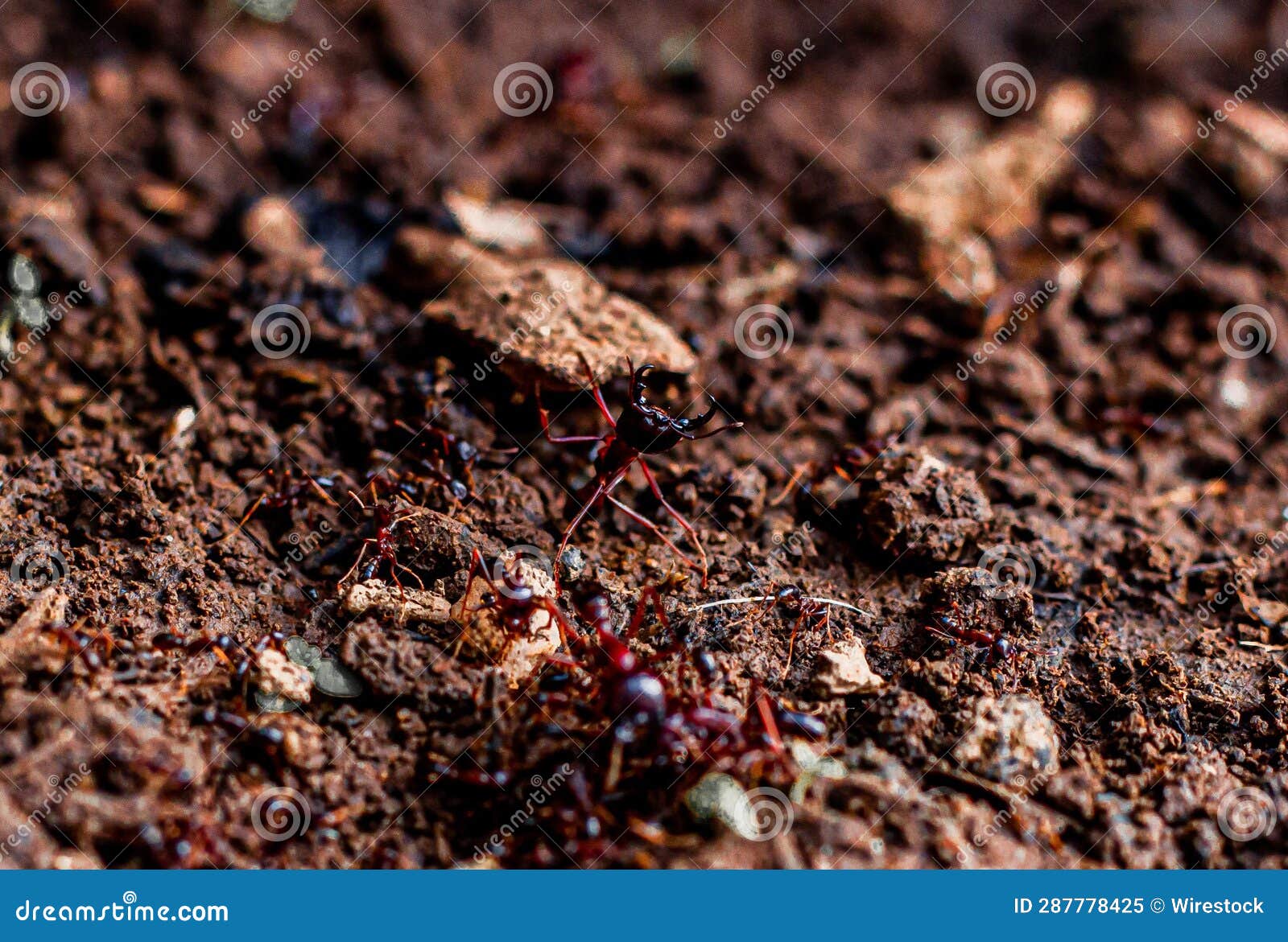 safari ants tanzania