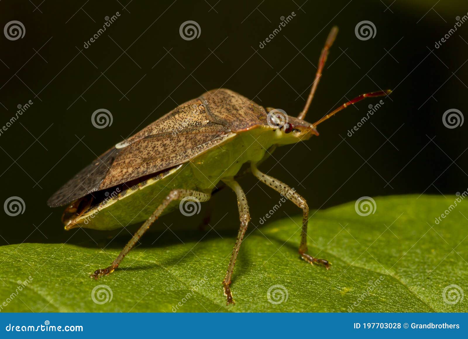 macro image of a southern green stink bug nezara viridula on a green leaf.