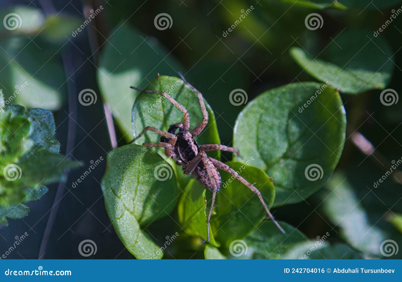 A spider on a plant leaf stock photo. Image of background 242704016