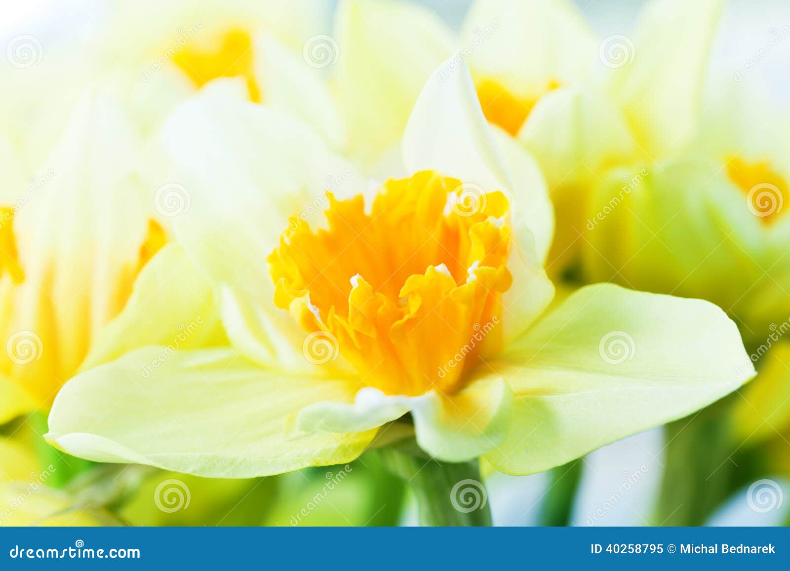 Macro Image of Spring Flower, Jonquil, Daffodil. Stock Image Image of petal, grow 40258795
