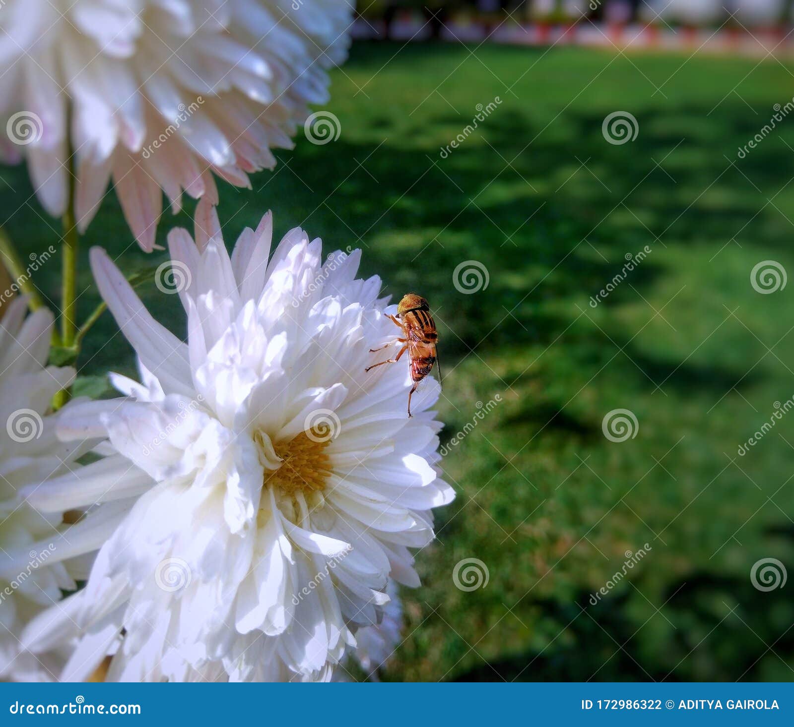 Macro Image of White Flower with Honey Bee on it Stock Photo Image of