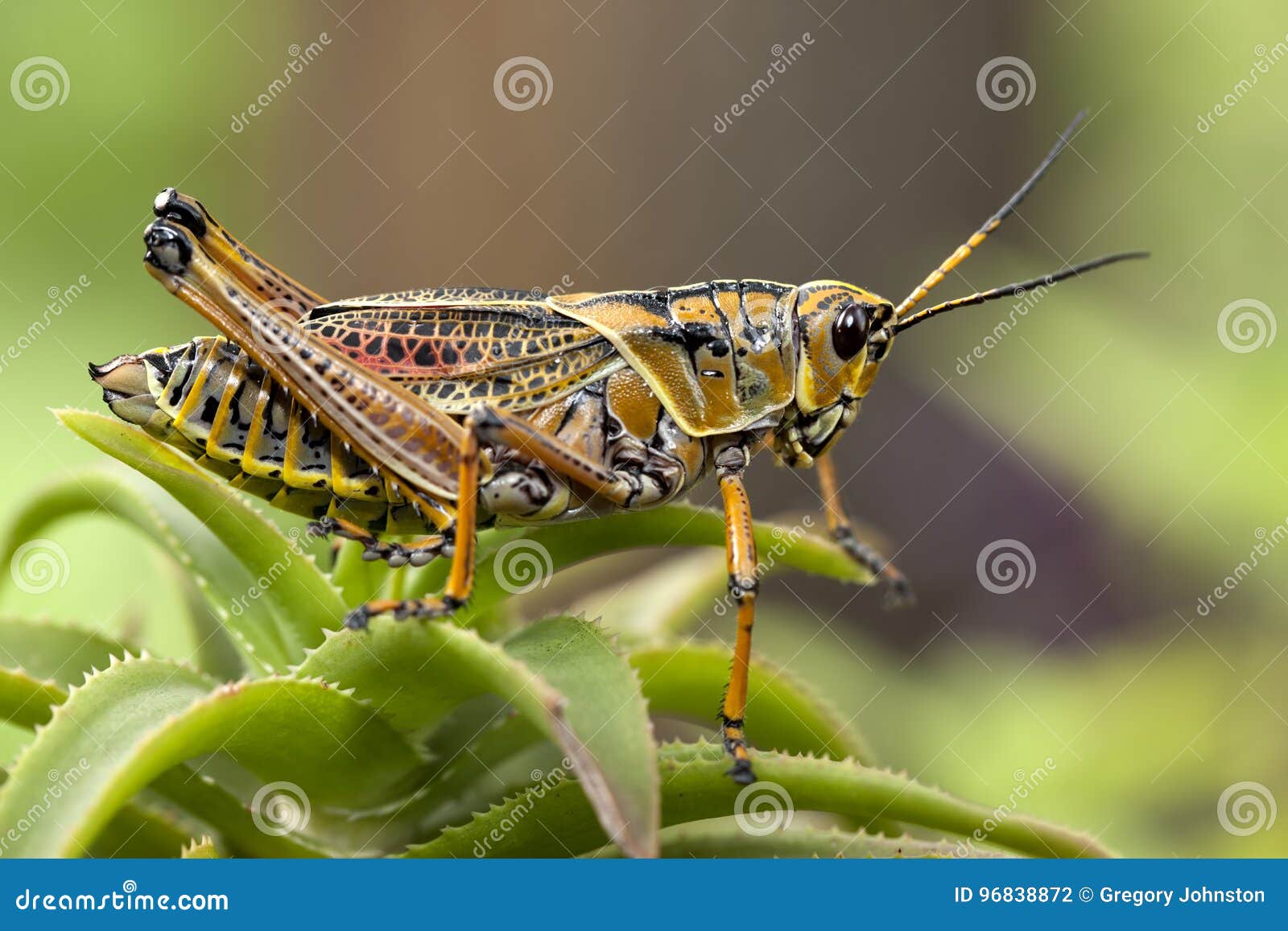 macro image of a yellow locust.