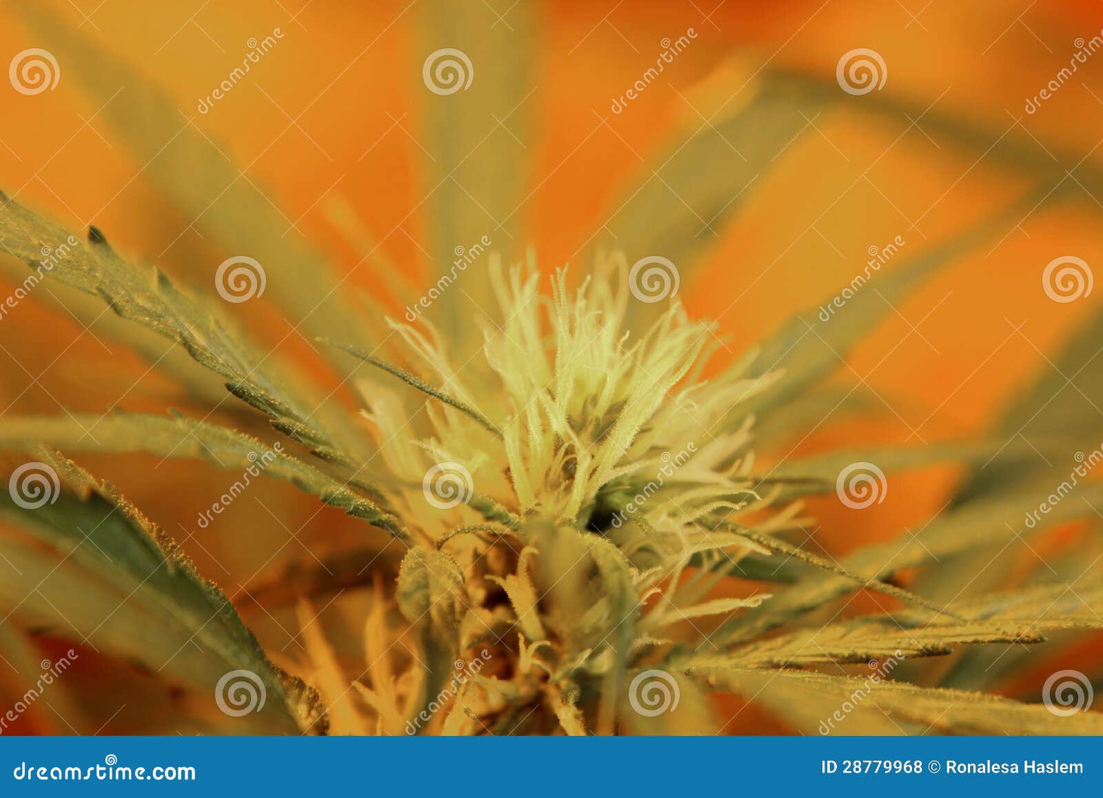 Macro Immature Marijuana Bud Stock Photo Image of marijuana, maryjane