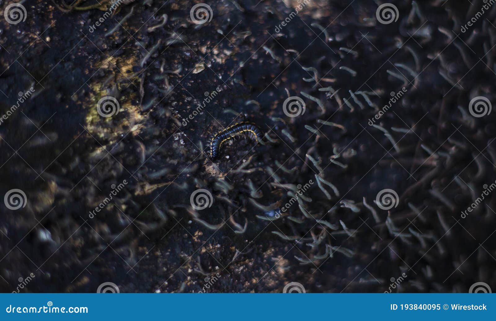 Macro of an Insect on a Dirty Floor Stock Image Image of insect, fear
