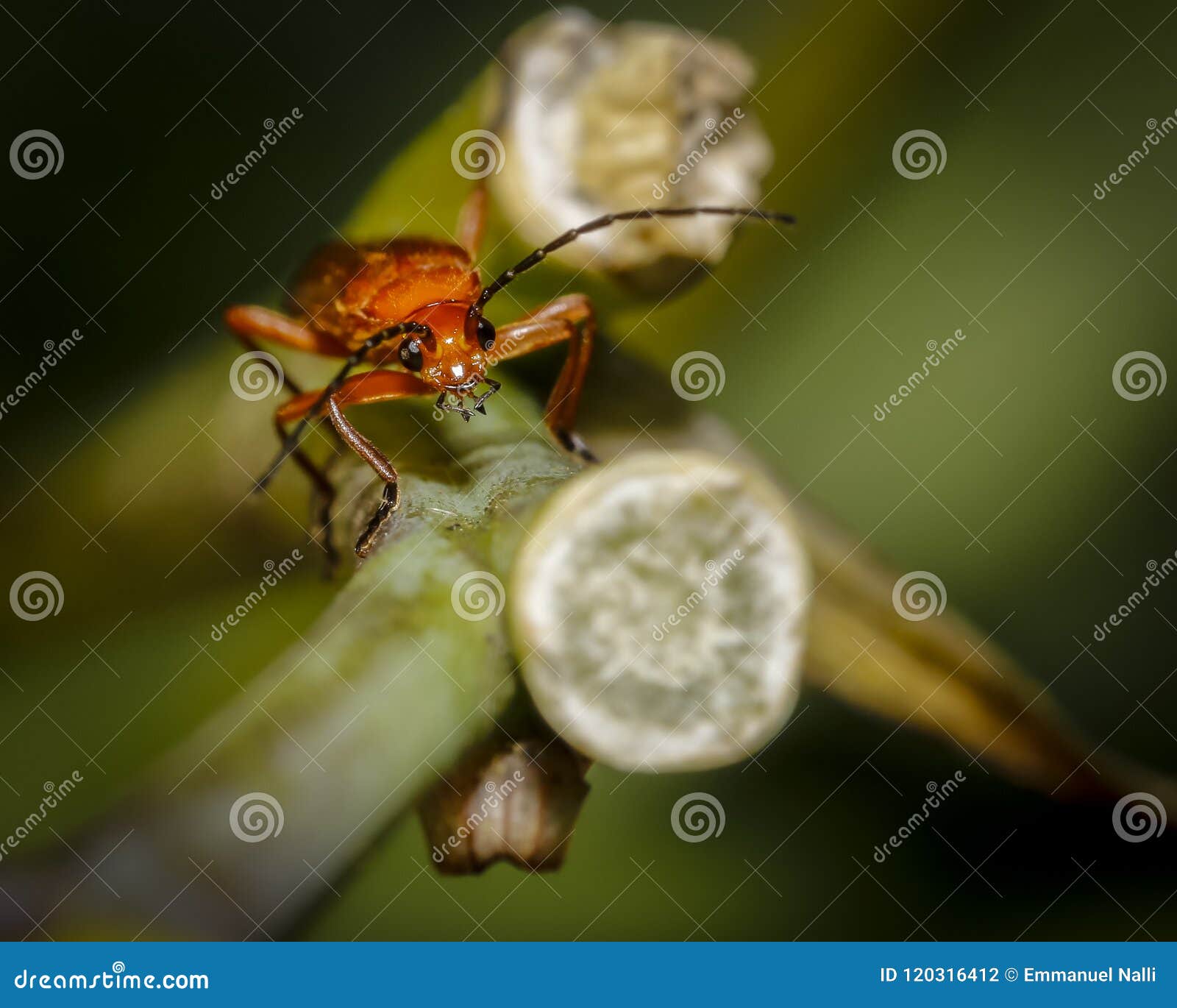The Common Soldier Beetle Latin Cantharis Rufa, Is A Species Of