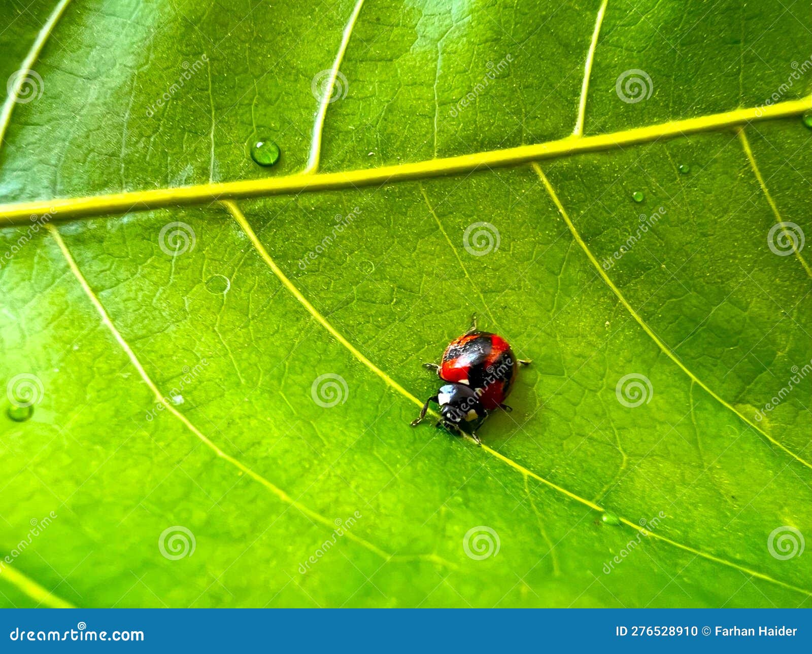 Macro Lady birth stock photo. Image of feeding, insect 276528910