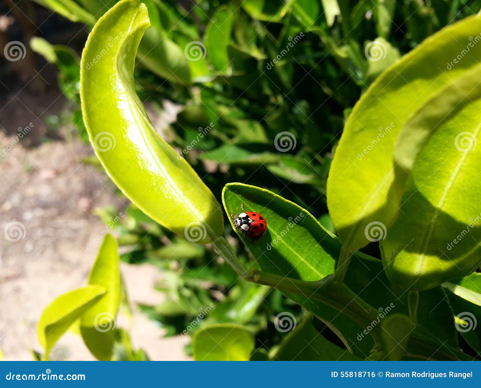 macro ladybug joaninha folhas leaves green