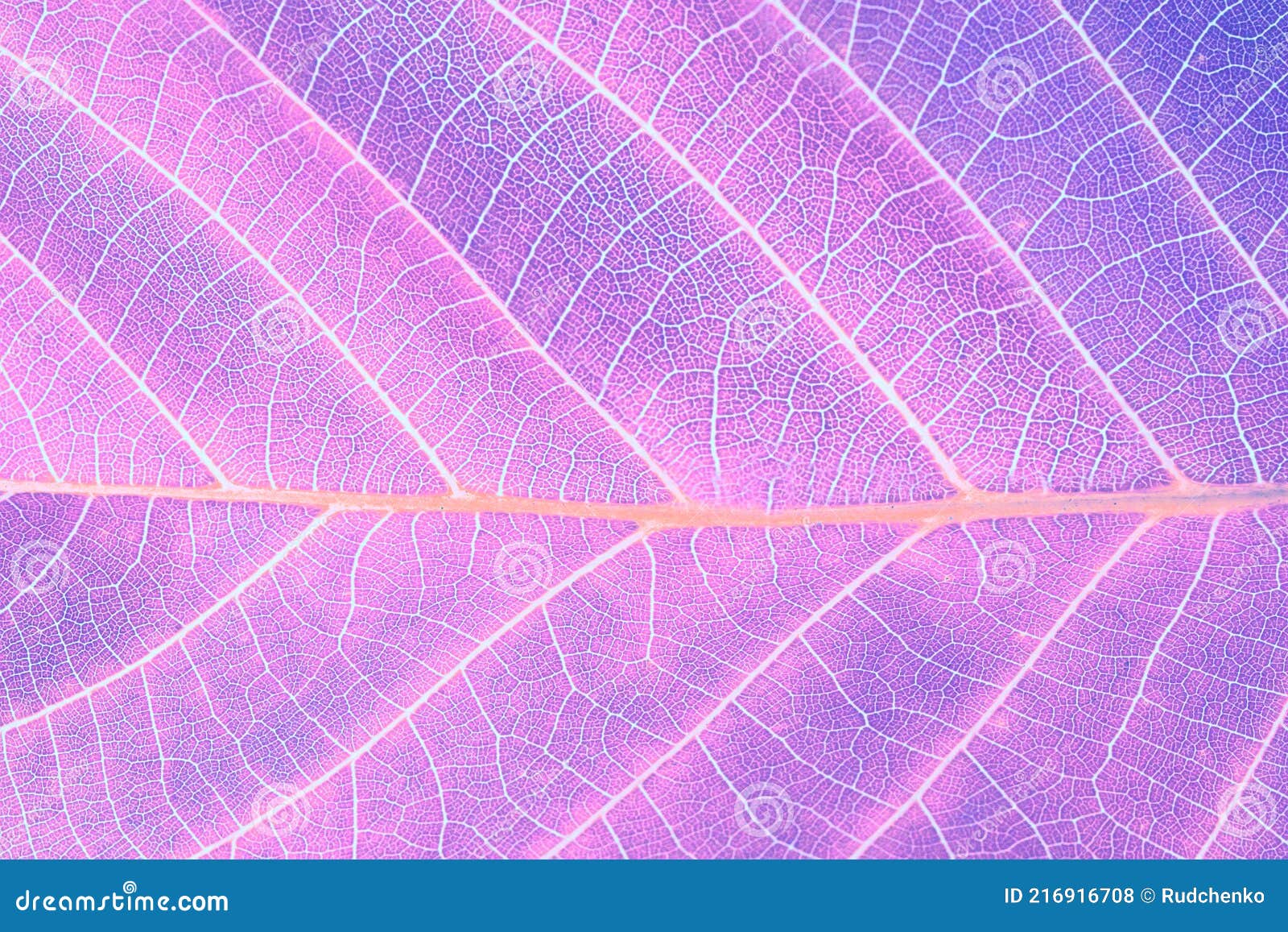 macro leaf texture. abstract nature background. saturated lilac violet color