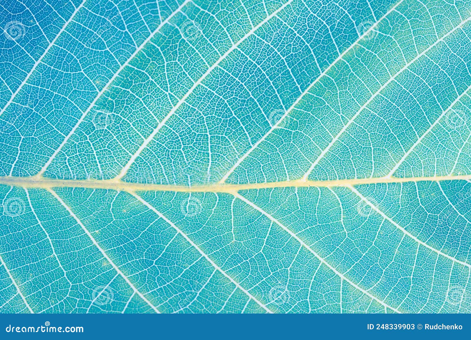 macro leaf texture. abstract nature background. saturated turquoise color