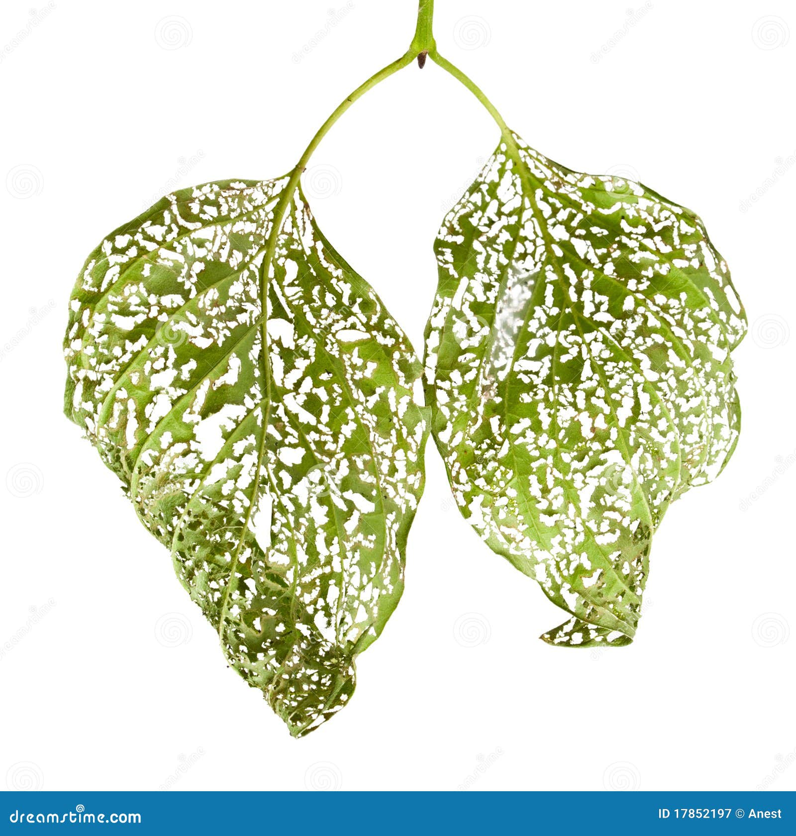 macro of leaves chewed by vermin