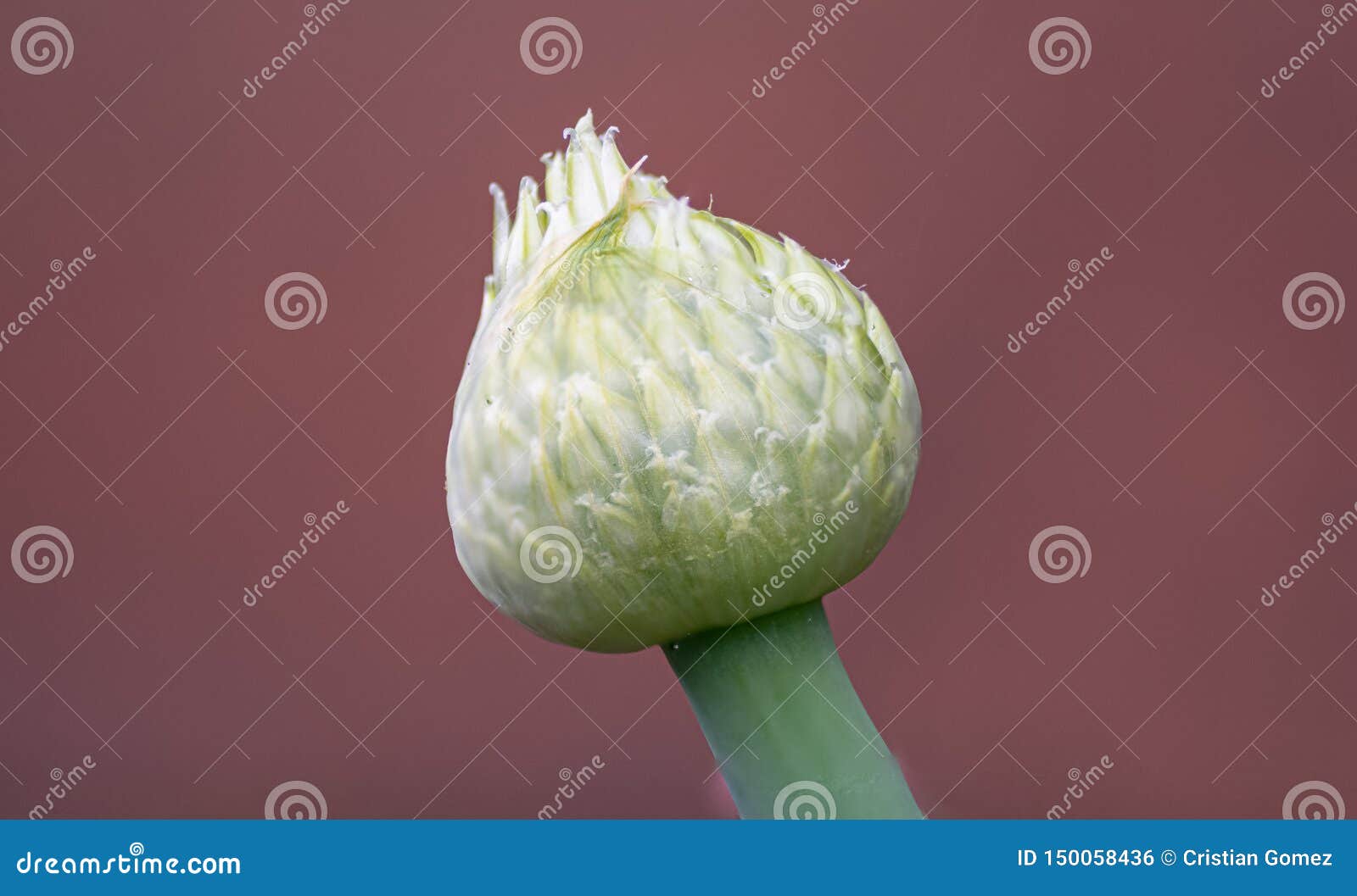 macro of a leek flower