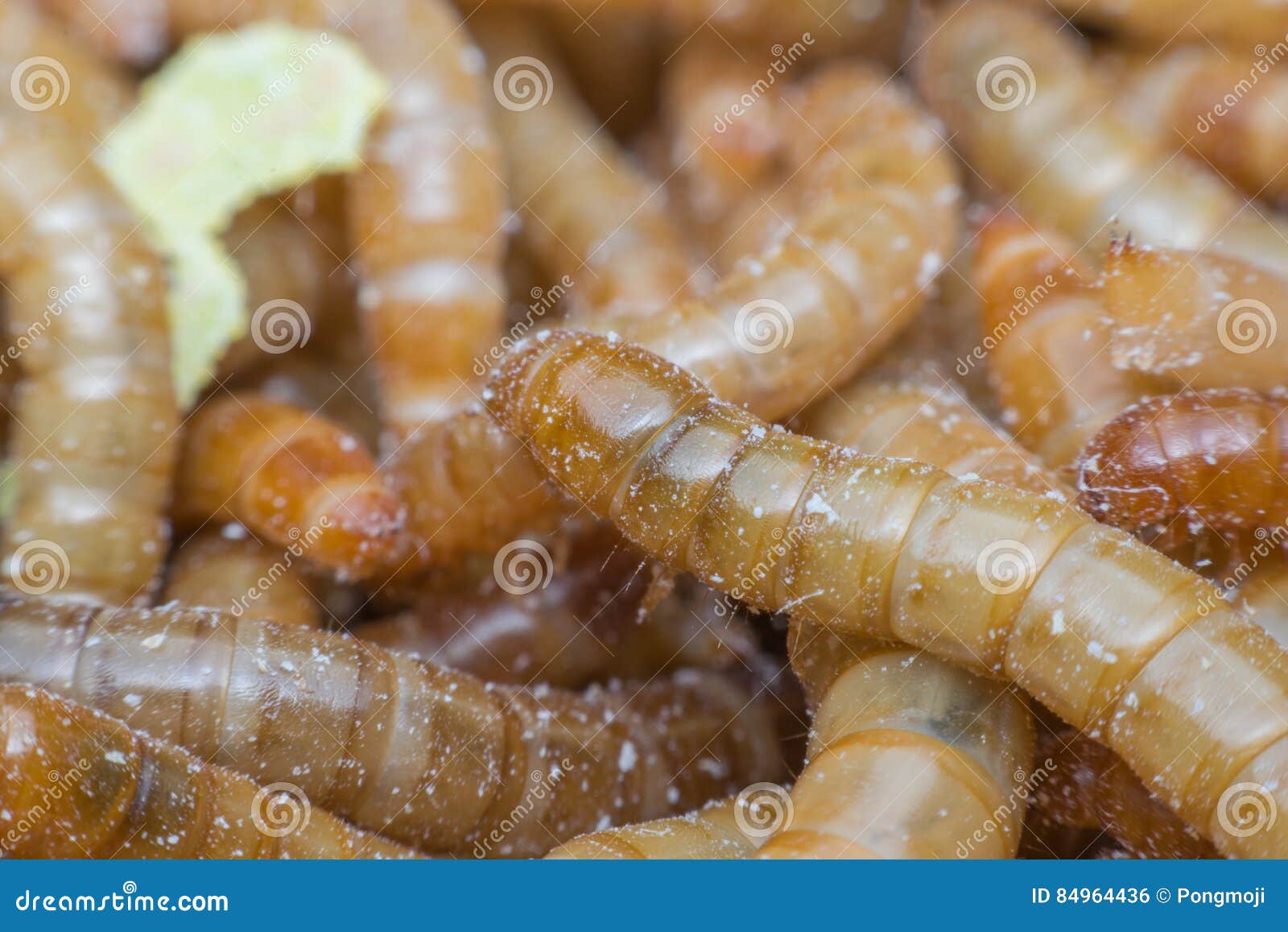 download mealworm food download mealworm food