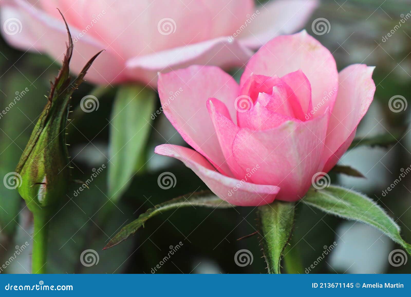 Macro Of Mini Pink Roses In Bloom Stock Image Image Of Ts Mini